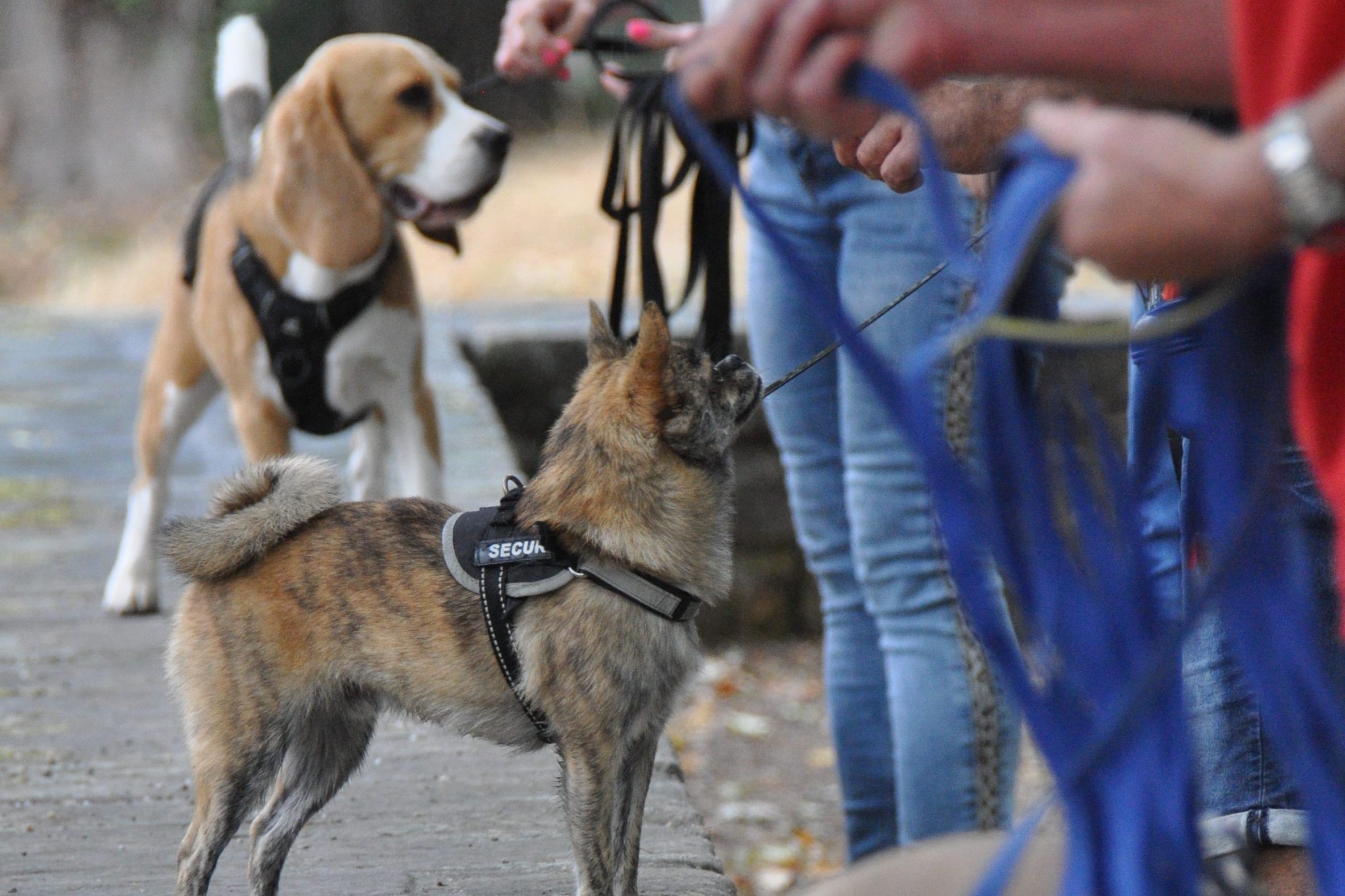 Hundeführerschein IBH HundePfötchen